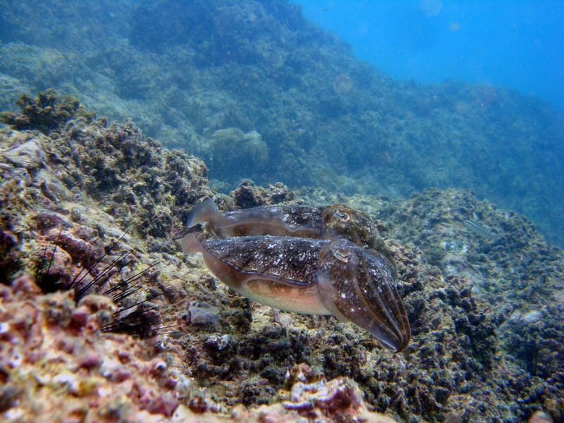 Sepia's / Cuttlefish