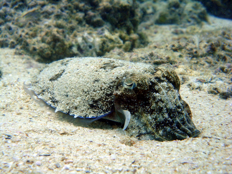 Sepia / Cuttlefish